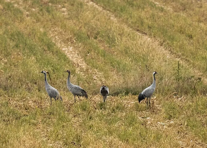 Charme * Les Granges (Haute-Marne)
